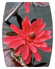 DAREC-026 Water Lily Red